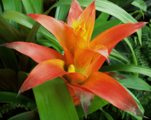 Bromeliad Bromeliad