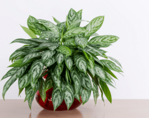 Chinese Evergreen Chinese Evergreen