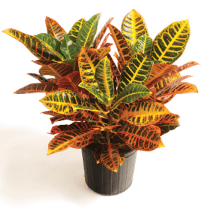 Croton Croton