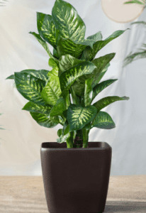 Dieffenbachia Dieffenbachia