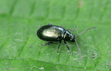 Flea Beetles Flea Beetles