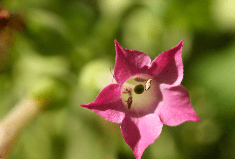 Flowering tobacco (Nicotiana) Flowering tobacco (Nicotiana)