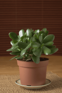 Jade Plant Jade Plant