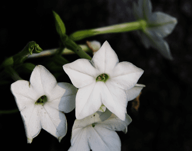 Nicotiana alata Nicotiana alata