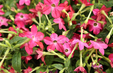 Nicotiana sylvestris Nicotiana sylvestris