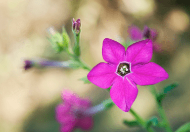Nicotiana x sanderae