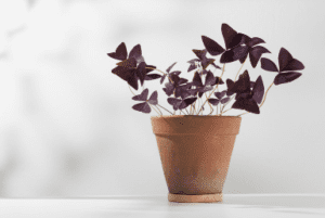 Purple Shamrock Purple Shamrock
