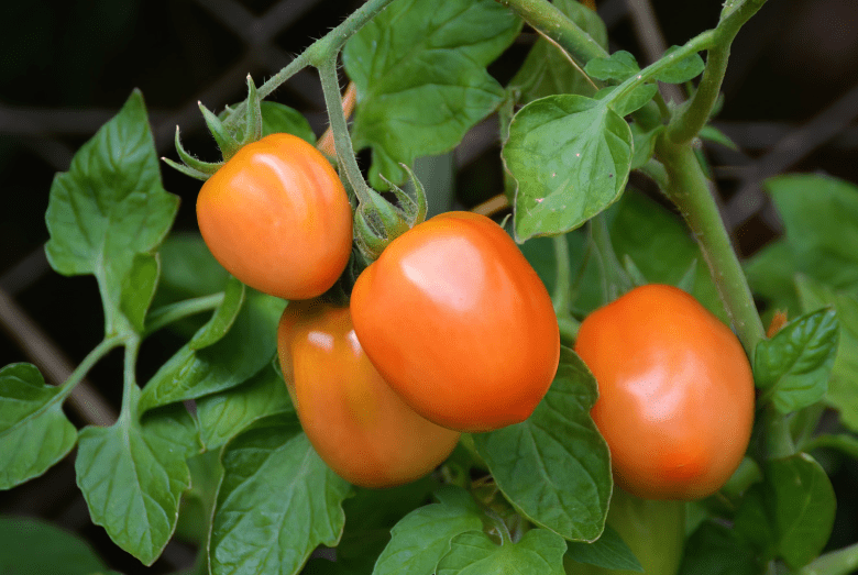 Roma Tomatoes A bountiful harvest of ripe Roma tomatoes