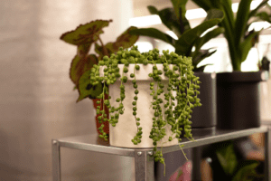 String of Perls Plant String of Perls Plant