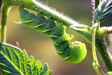 Tobacco Hornworms Tobacco Hornworms