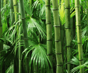 bamboo bamboo