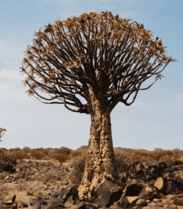 Aloe dichotoma Aloe dichotoma