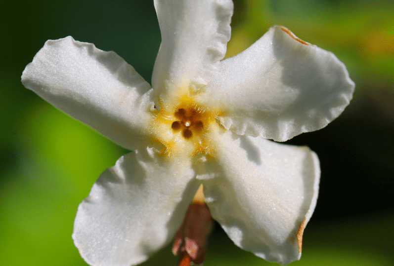 Asiatic Jasmine Asiatic Jasmine