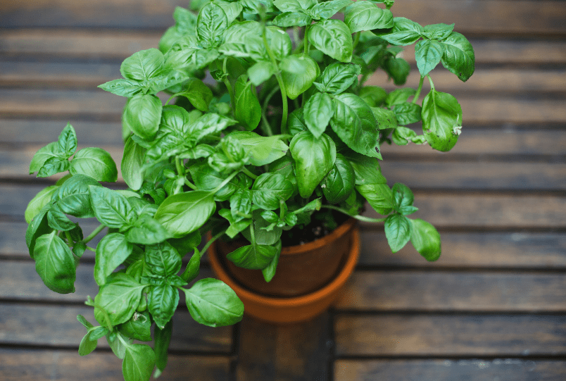 Basil Basil