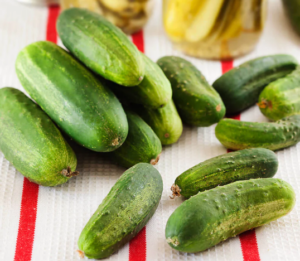 Boston Pickling Cucumber Boston Pickling Cucumber
