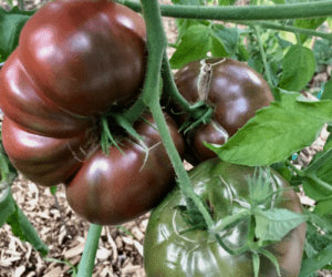 Cherokee Purple tomato Cherokee Purple tomato