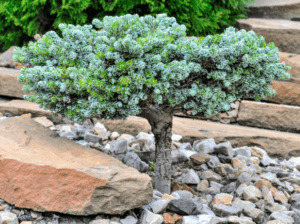 Korean Fir Compact Dwarf Korean Fir Compact Dwarf