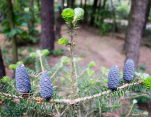 Korean Fir Container growing Korean Fir Container growing