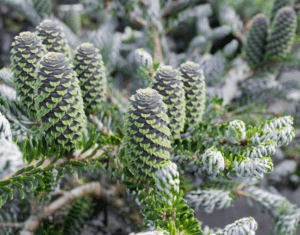 Korean Fir Silberlocke Korean Fir Silberlocke