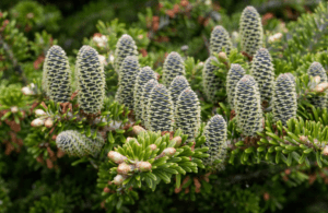 Korean Fir in Hedges Korean Fir in Hedges
