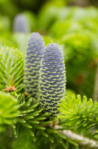 Korean Fir Korean Fir