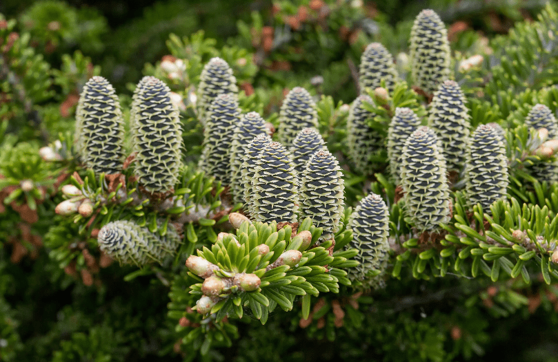 Korean Firs Korean Firs