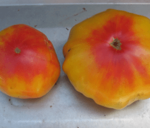 Striped German tomato Striped German tomato