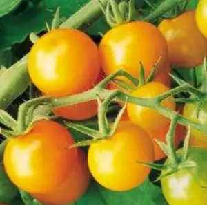 Sungold tomato Sungold tomato