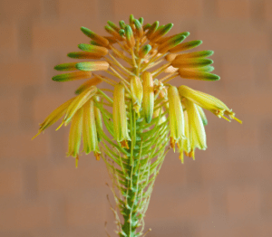 aloe flower aloe flower