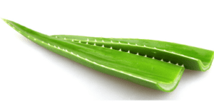 aloe leaves aloe leaves