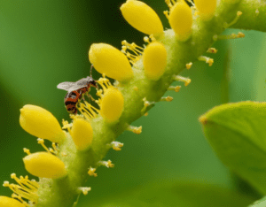 aphids and mealybugs on Allamanda aphids and mealybugs on Allamanda