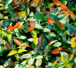 asiatic jasmine Summer Sunset asiatic jasmine Summer Sunset