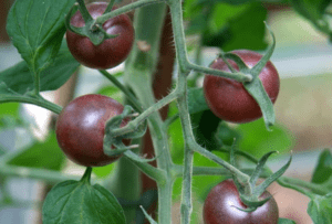 black cherry tomato black cherry tomato