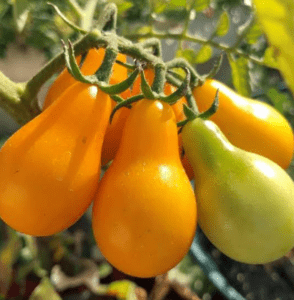 yellow pear tomato yellow pear tomato