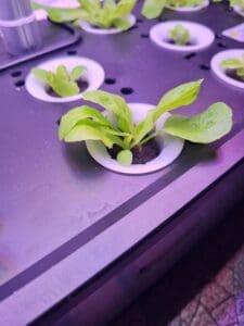 Letpot LPH-SE day 13 Letpot LPH-SE day 13