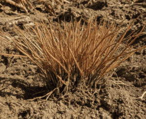 Close up of healthy Aruncus Dioicus root system in well-drained soil Close up of healthy Aruncus Dioicus root system in well-drained soil