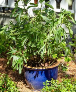 Dwarf Fig Dwarf Fig