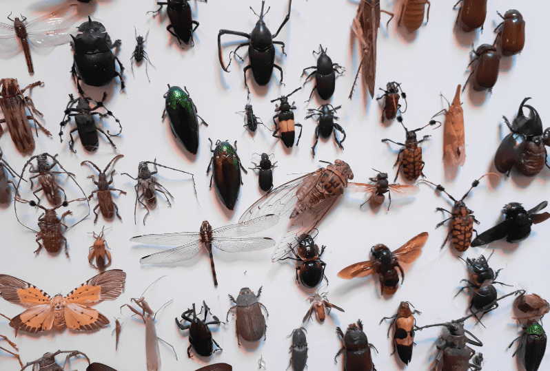 Fabric Pests Fabric Pests