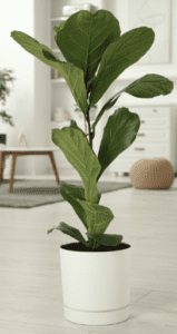 Ficus Lyrata Ficus Lyrata