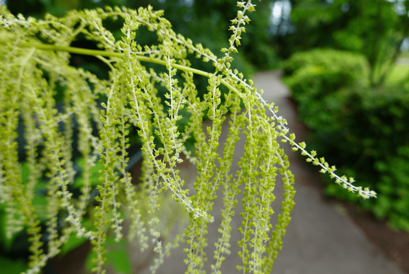 Goat's Beard - Aruncus Dioicus Goat's Beard - Aruncus Dioicus