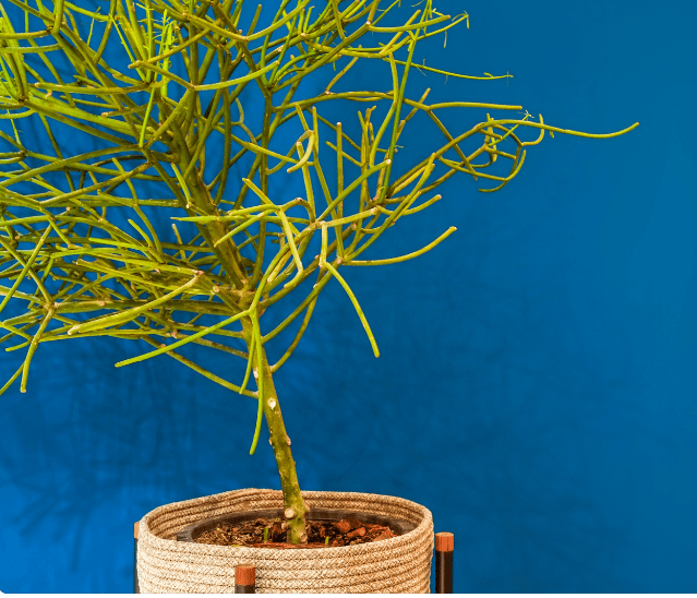 Green branches of Pencil Cactus Green branches of Pencil Cactus