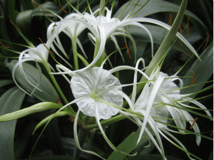 White Spider Lily White tropical spider lily blooming with long spidery petals and glossy green leaves