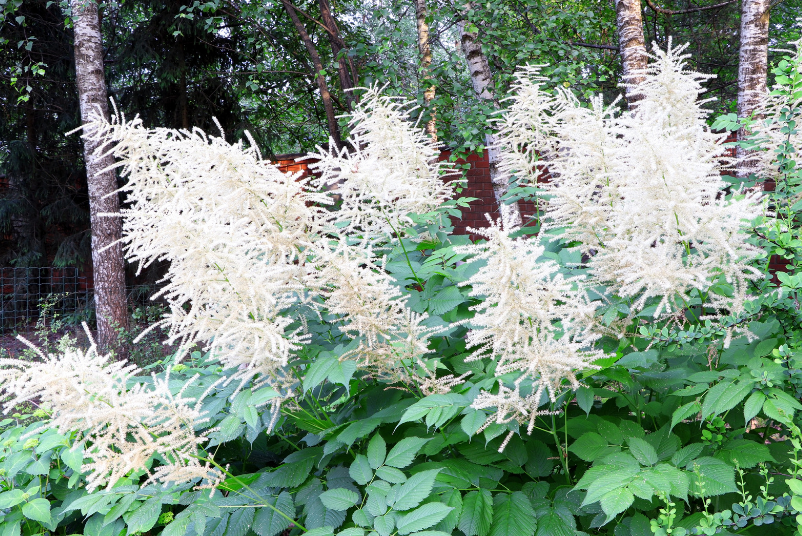 Healthy and vibrant Aruncus Dioicus plant in a garden setting Healthy and vibrant Aruncus Dioicus plant in a garden setting