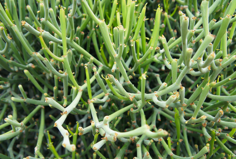 Pencil Cactus Euphorbia tirucalli Pencil Cactus Euphorbia tirucalli