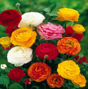 Ranunculus Asiaticus Ranunculus Asiaticus