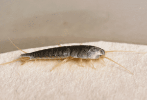 Silverfish Silverfish