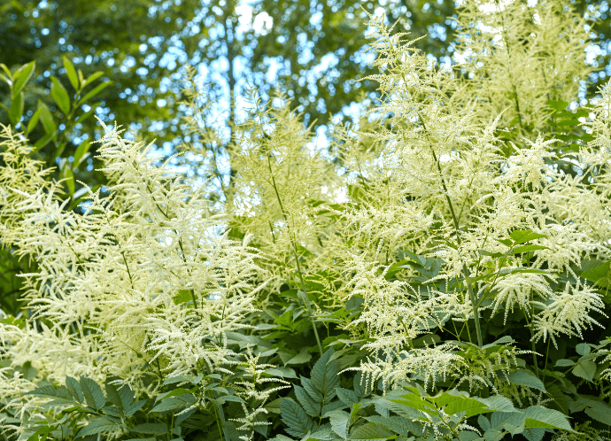 Sunlit garden with Aruncus Dioicus thriving in moist soil Sunlit garden with Aruncus Dioicus thriving in moist soil