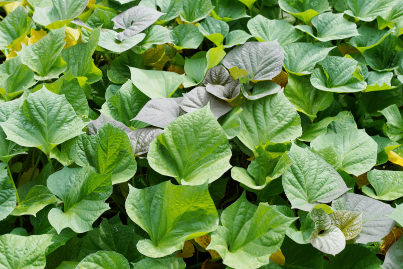 Sweet Potato Vines Sweet Potato Vines