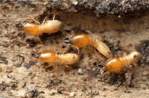 Termites Termites