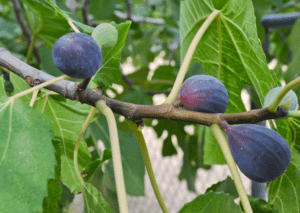 The Black Mission Fig The Black Mission Fig